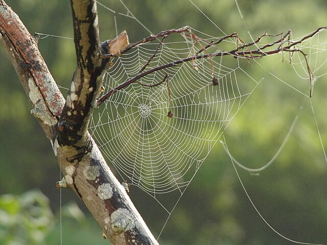 A circular spider web stretched between a tree trunk and thin branches, with a blurred green forest background.